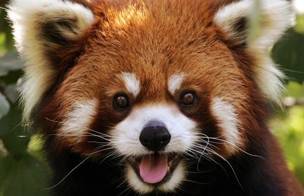 red nose panda